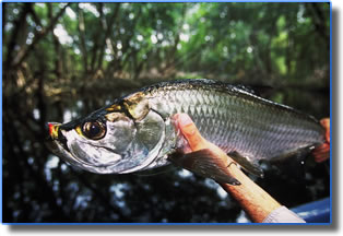 Fly fishing for tarpon